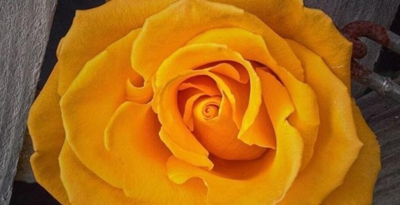 黄玫瑰的花语与寓意（探究黄玫瑰的情感表达和象征意义）