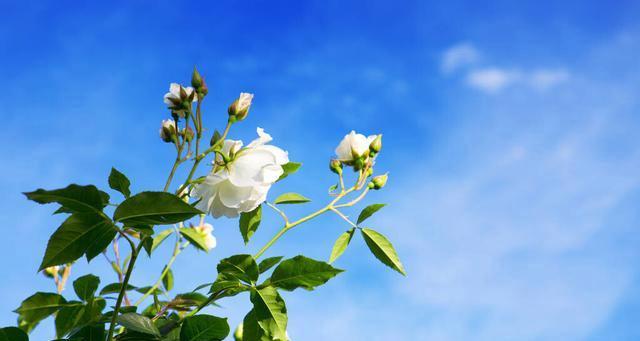 白蔷薇，恋爱的纯洁之花（传递爱情真谛，品味生命美好）