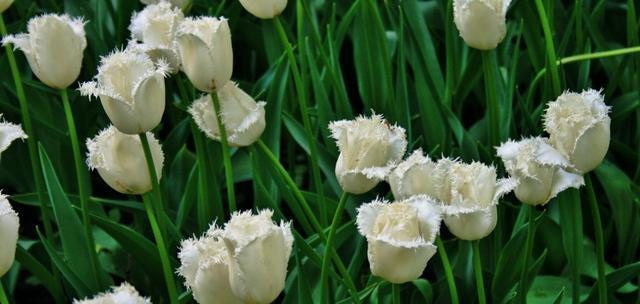 白色郁金香的花语（意味深长的花朵，传递不同的情感）