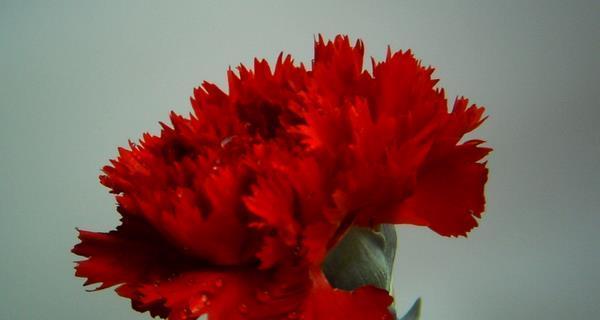 红色康乃馨的花语（浪漫的爱情与热情的烙印）
