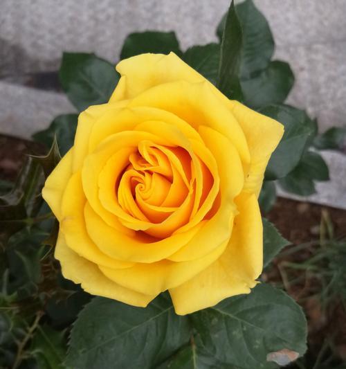 黄玫瑰花语（探寻黄玫瑰的含义与象征）