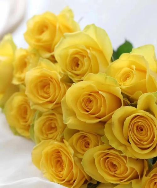 黄玫瑰的寓意与象征（黄玫瑰代表的含义和文化背景）