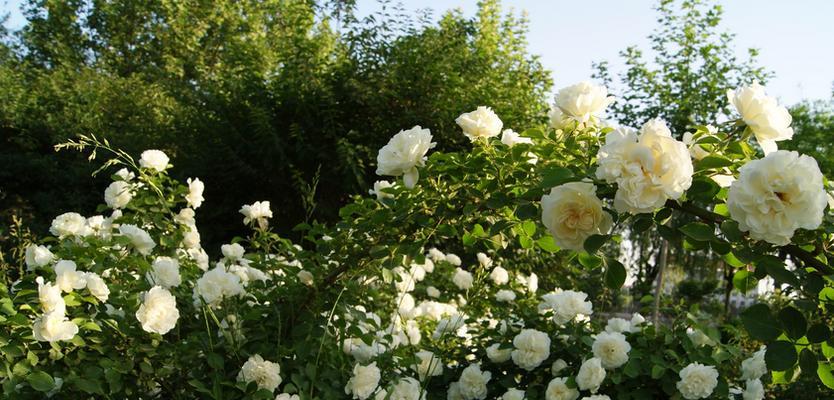 白蔷薇——清新婉约的花语（用一朵花的语言表达真情）