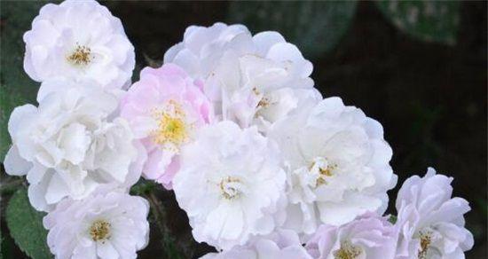 白蔷薇——清新婉约的花语（用一朵花的语言表达真情）