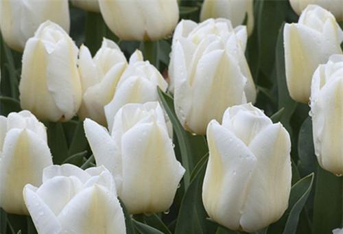 白色郁金香的花语（纯洁美丽，神秘而清新）