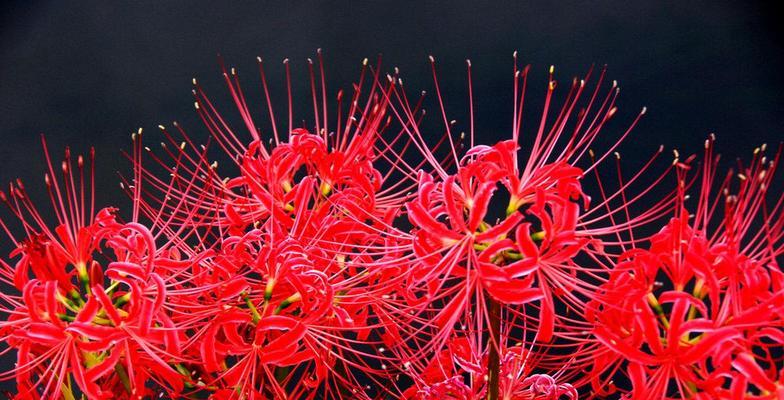 解读彼岸花的花语（这朵花究竟代表着什么？）