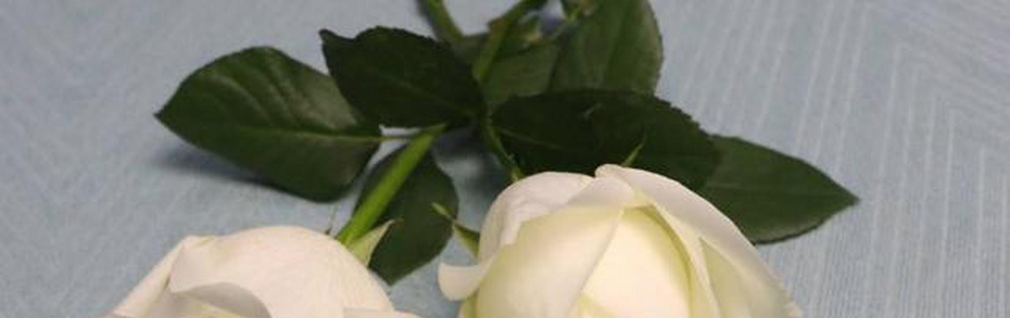 白玫瑰的花语（用花语解读白玫瑰的含义）