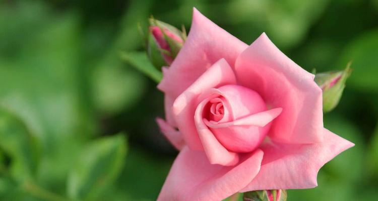 粉玫瑰——爱情的甜蜜语言（花开花落，爱恋依旧；爱的承诺，芳香永存）