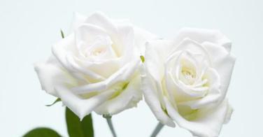 白玫瑰的花语与意义（探索花卉世界中的纯洁与真情）