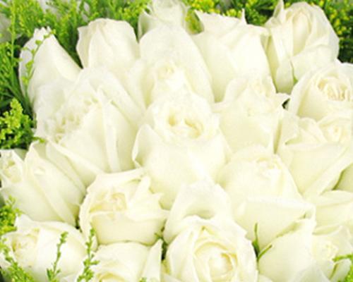白玫瑰的花语与意义（探索花卉世界中的纯洁与真情）