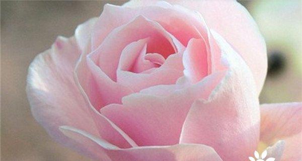揭开粉玫瑰的神秘面纱，解读花语的深层含义（揭开粉玫瑰的神秘面纱，解读花语的深层含义）