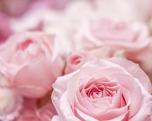 揭开粉玫瑰的神秘面纱，解读花语的深层含义（揭开粉玫瑰的神秘面纱，解读花语的深层含义）