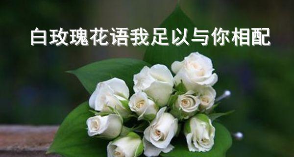 白玫瑰的花语（解读白玫瑰的深层含义与象征意义）