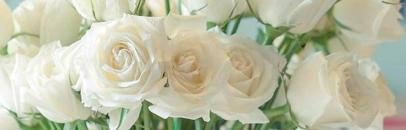 白玫瑰的花语（解读白玫瑰的深层含义与象征意义）