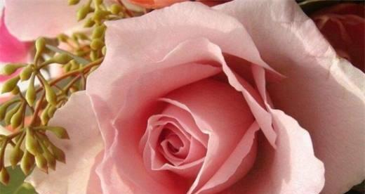 粉玫瑰的花语——表达浪漫的方式（探寻粉玫瑰背后的情感和寓意）