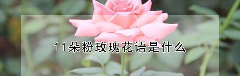 解读粉玫瑰的花语——深情与爱意（从花语中感受情感的传递和美好的爱情）
