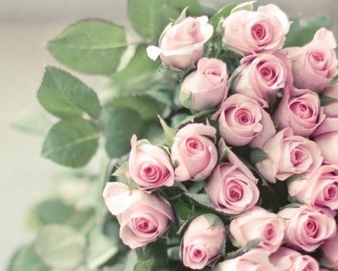 解读粉玫瑰的花语——深情与爱意（从花语中感受情感的传递和美好的爱情）