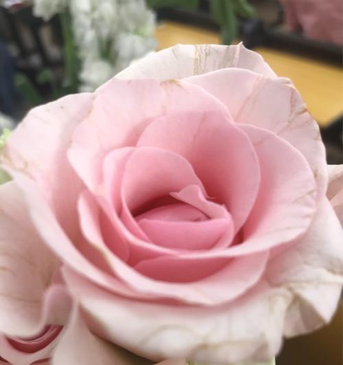 粉玫瑰，情爱的表达（花语、含义、传递温柔关怀之意）