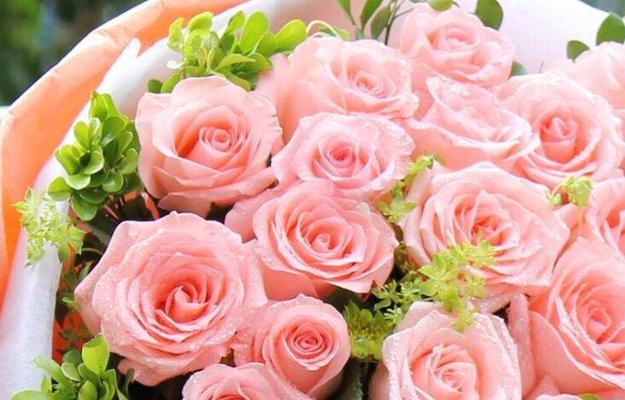 粉玫瑰——爱情与柔美的象征（浪漫的粉色，传递着深情厚谊）