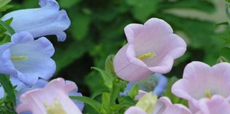 风铃草的花语（在花海中寻找爱的声音）