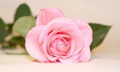 粉玫瑰的花语——爱与温柔（绽放在心间的美丽，传递爱与温情）