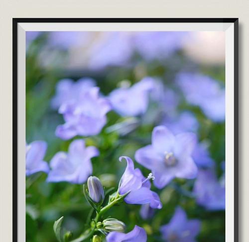 风铃草的花语（探秘花海中的“音乐花”）