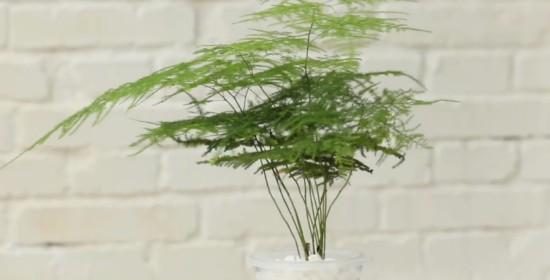 文竹水培的正确方法（如何让文竹在水中生长更健康？）