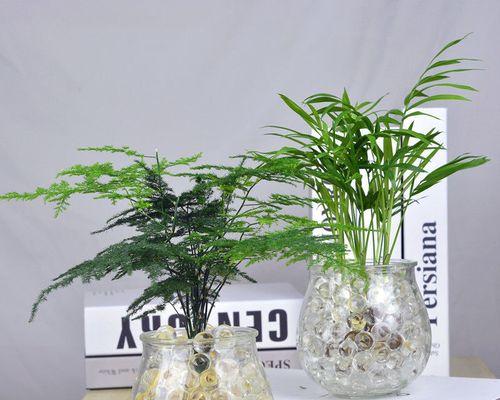 文竹水培的正确方法（如何让文竹在水中生长更健康？）