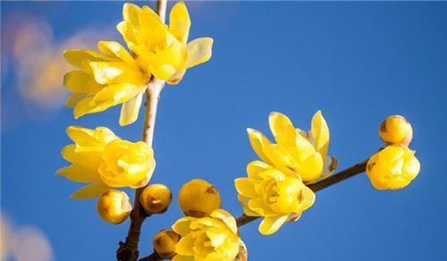 冬日独放的绚丽花海（寻觅只在冬天开的花，品味冬日的花之美）