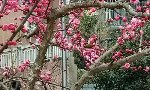 冬日独放的绚丽花海（寻觅只在冬天开的花，品味冬日的花之美）