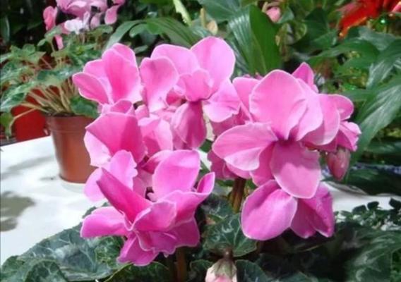 冬日独放的绚丽花海（寻觅只在冬天开的花，品味冬日的花之美）