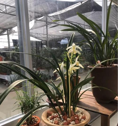 兰花的生存之道——最多能不浇水多久？（植物的生存适应性及其对兰花的影响）