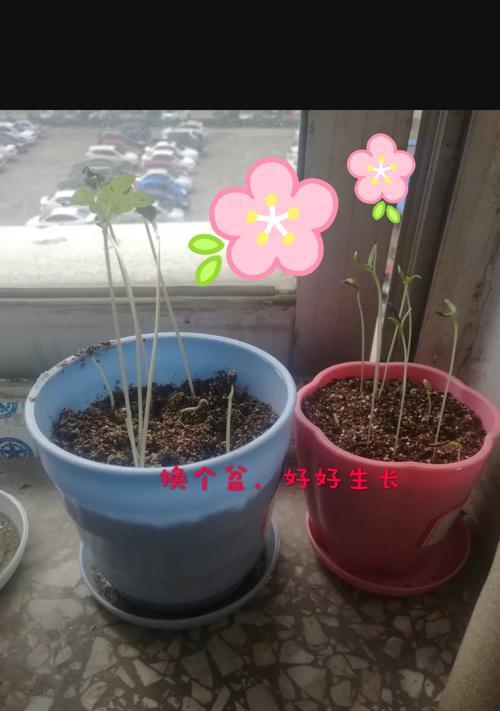 牵牛花种植指南（从选种到养护，一步步教你种牵牛花）