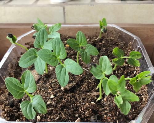 牵牛花种植指南（从选种到养护，一步步教你种牵牛花）