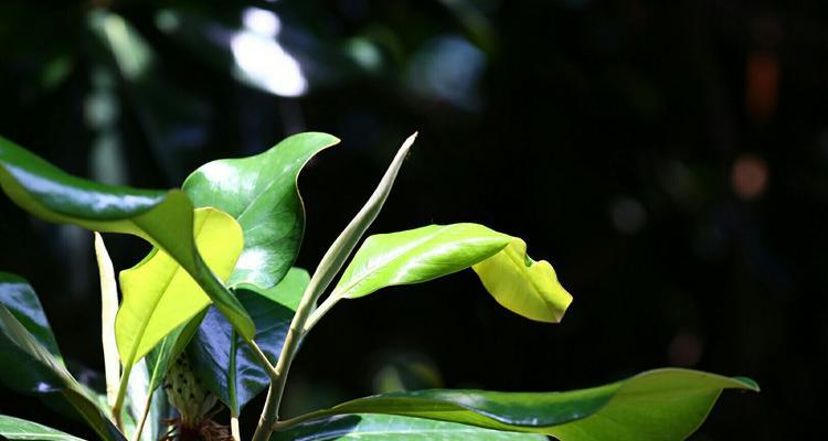 广玉兰花期分析（四季轮转，芳香满园）