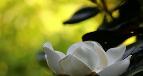 广玉兰花期分析（四季轮转，芳香满园）