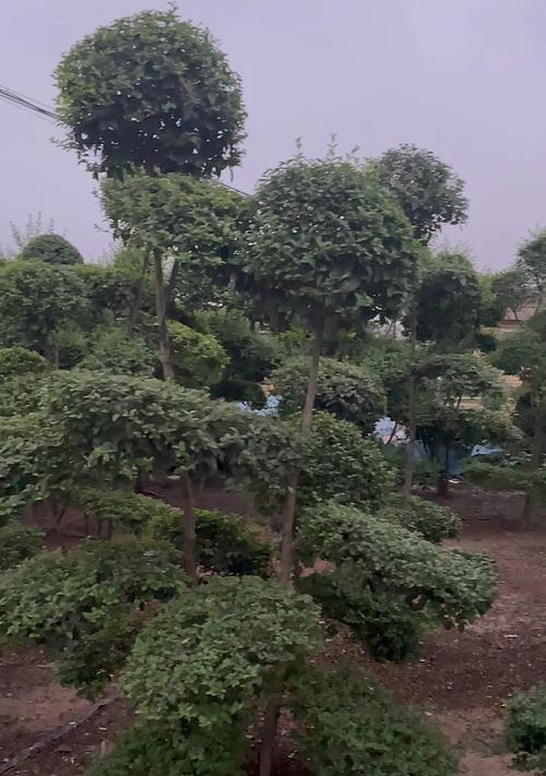 耐寒常绿（探寻适合北方的树种，打造宜人的生态环境）