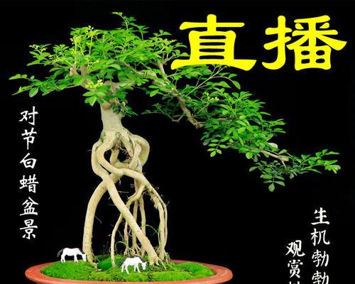 节白蜡树盆景的养护技巧（打造美丽盆景，从养护入手）
