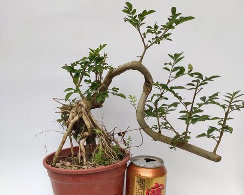 节白蜡树盆景的养护技巧（打造美丽盆景，从养护入手）
