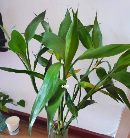 怎样养好富贵竹，让它长得更加茁壮（有关富贵竹买回来怎么养，这里有详细的介绍和方法）