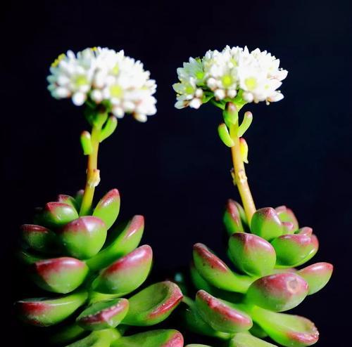 山影养殖指南（从选种到管理，全面掌握山影养殖技巧）