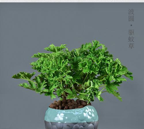 驱蚊草品种介绍（了解不同品种的驱蚊草，选择更适合自己的防虫良药）