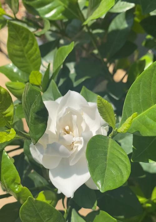 栀子花盛放的季节（了解栀子花的生长和开花周期，感受花儿飘香的美好）