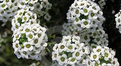 香雪球的种植及养护技巧（学会这些技巧，让你轻松种植美丽的香雪球）