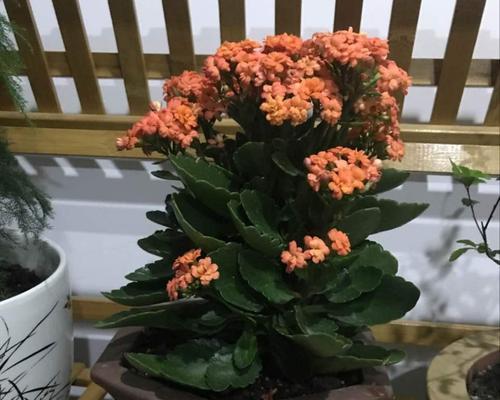 长寿花的繁殖方法（从种子、插枝到分株，轻松掌握长寿花的繁殖技巧）