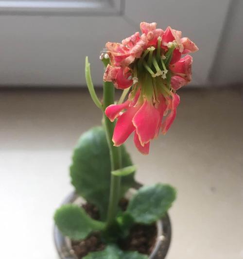 长寿花的繁殖方法（从种子、插枝到分株，轻松掌握长寿花的繁殖技巧）