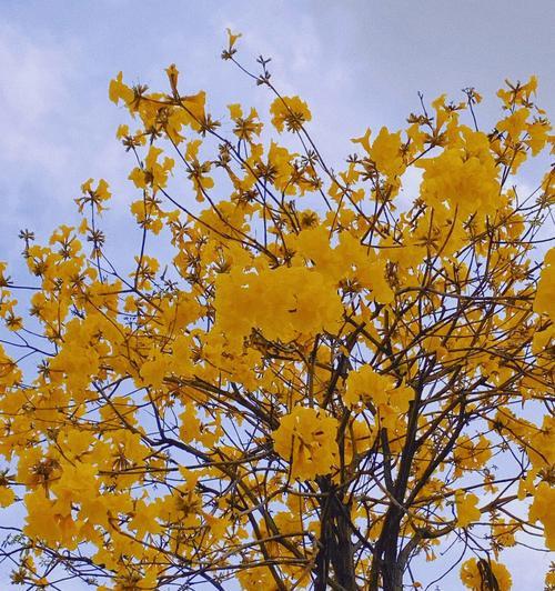 黄花风铃木开花时间（了解黄花风铃木开花时间，享受最美的花海之旅）