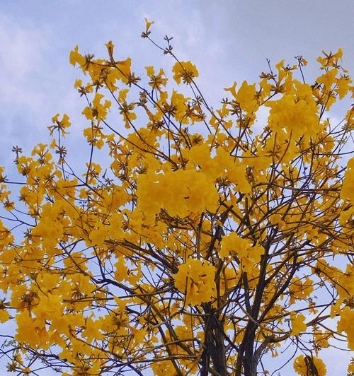 黄花风铃木开花时间（了解黄花风铃木开花时间，享受最美的花海之旅）