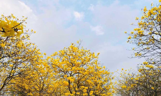 黄花风铃木开花时间（了解黄花风铃木开花时间，享受最美的花海之旅）