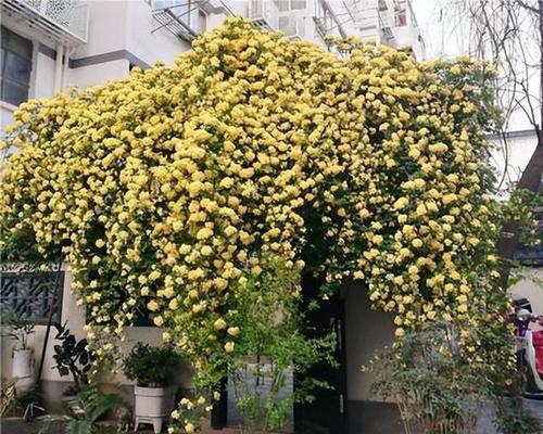 木香花花期有多长？（探秘木香花开放时间，了解栽培技巧和观赏注意事项）